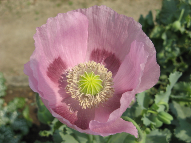orto botanico (padova)